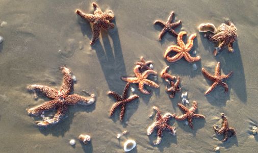 starfish horizontal small starfish horizontal small