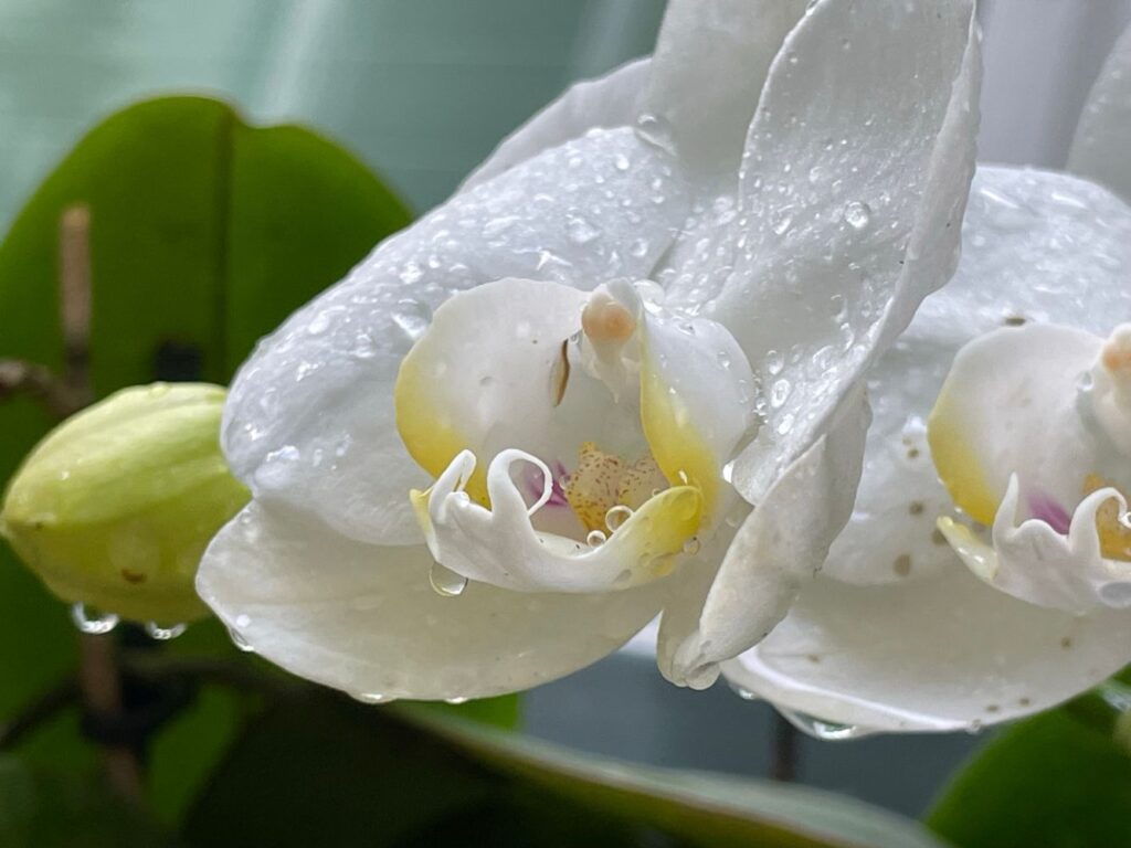 Photograph by Marina Vita from the album The Beauty of Nature