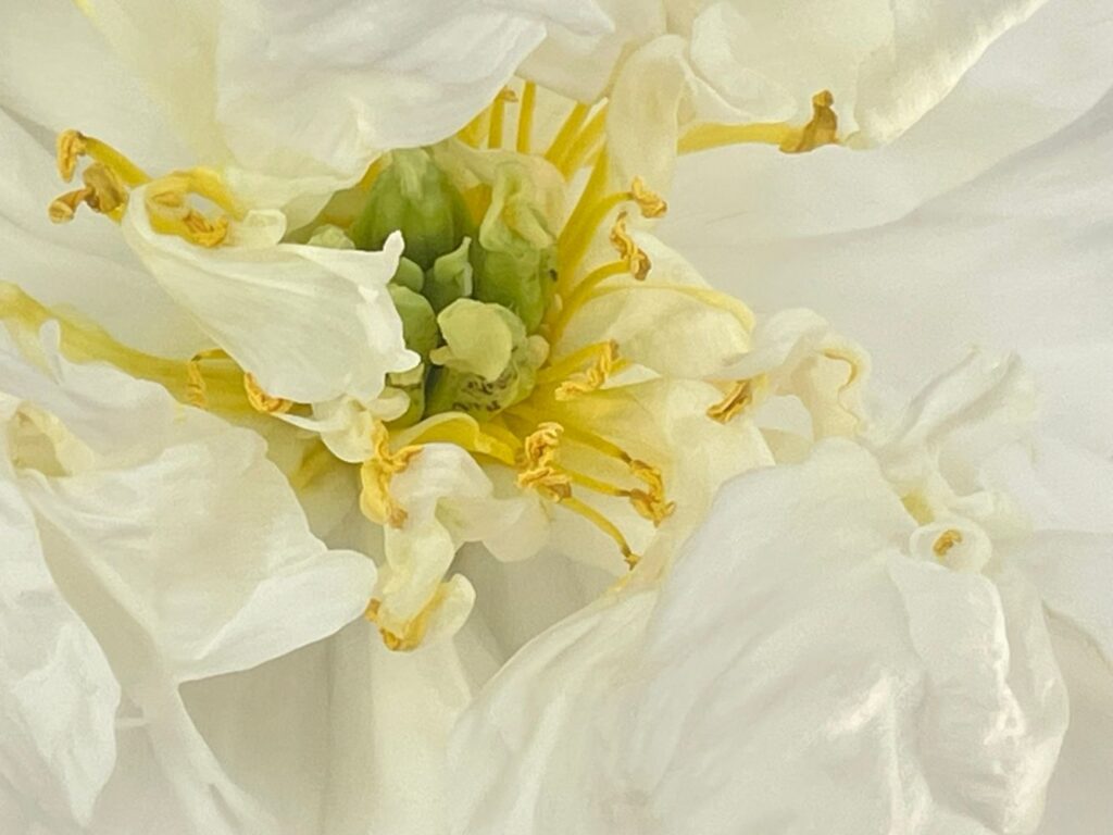 Photograph by Marina Vita from the album The Beauty of Nature