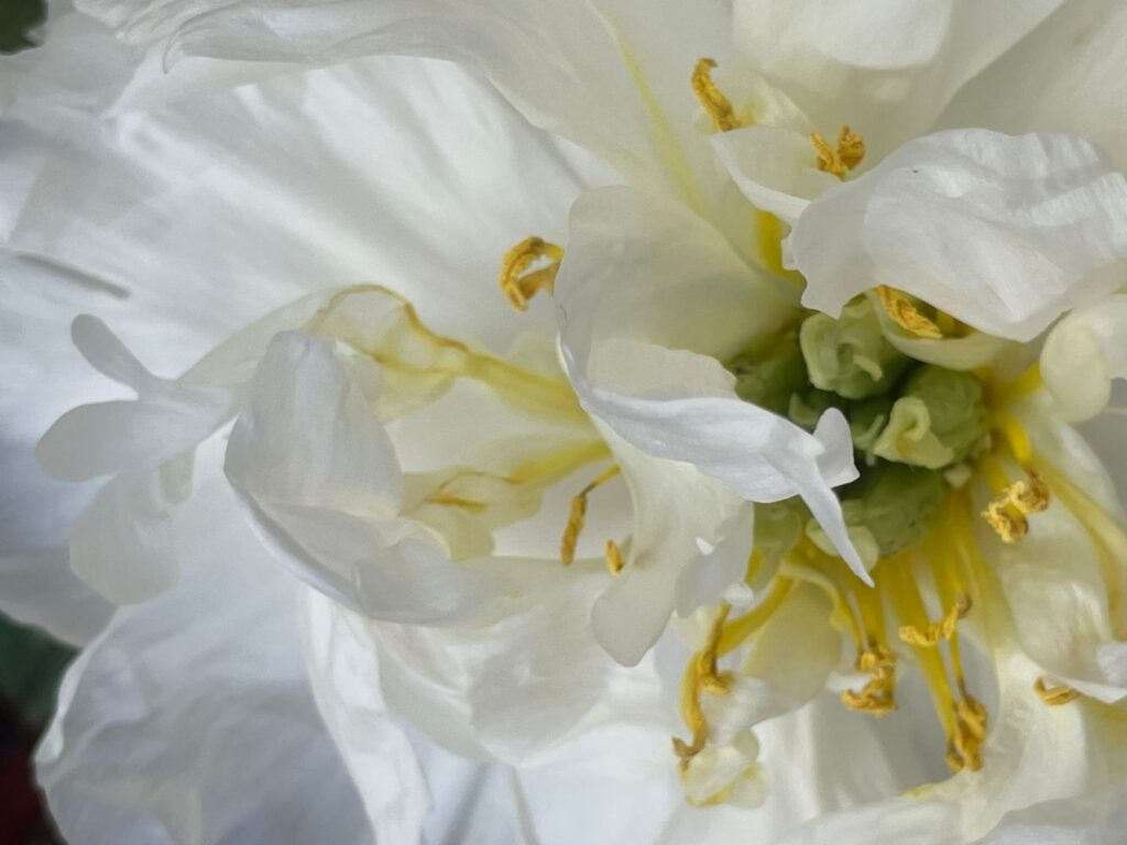 Photograph by Marina Vita from the album The Beauty of Nature