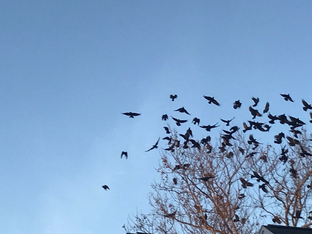 Photograph by Marina Vita from the album Swans & Birds